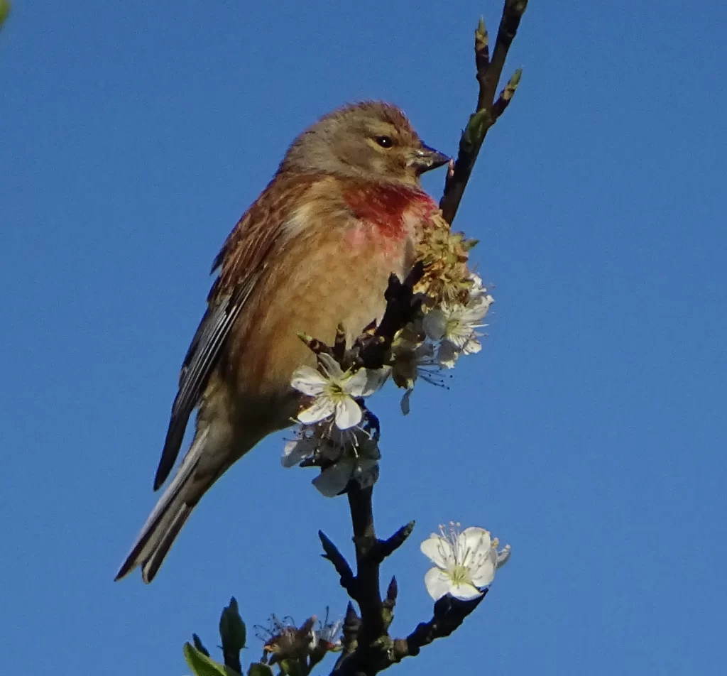 linotte mélodieuse mâle posée sur un arbre en fleurs