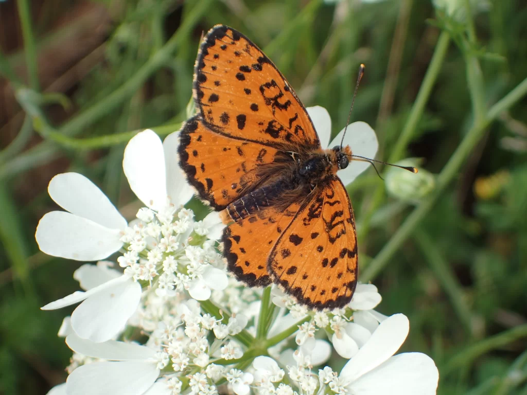 Mélitée orangée posée sur une fleur blanche