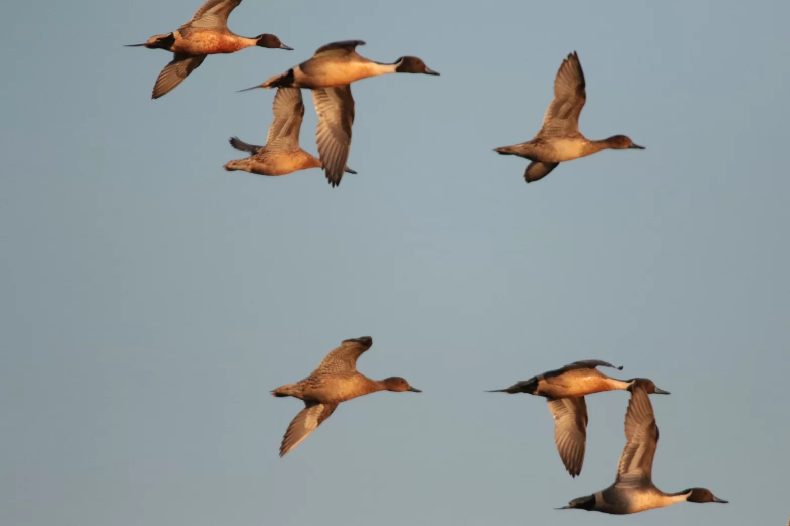 Canards pilets en vol