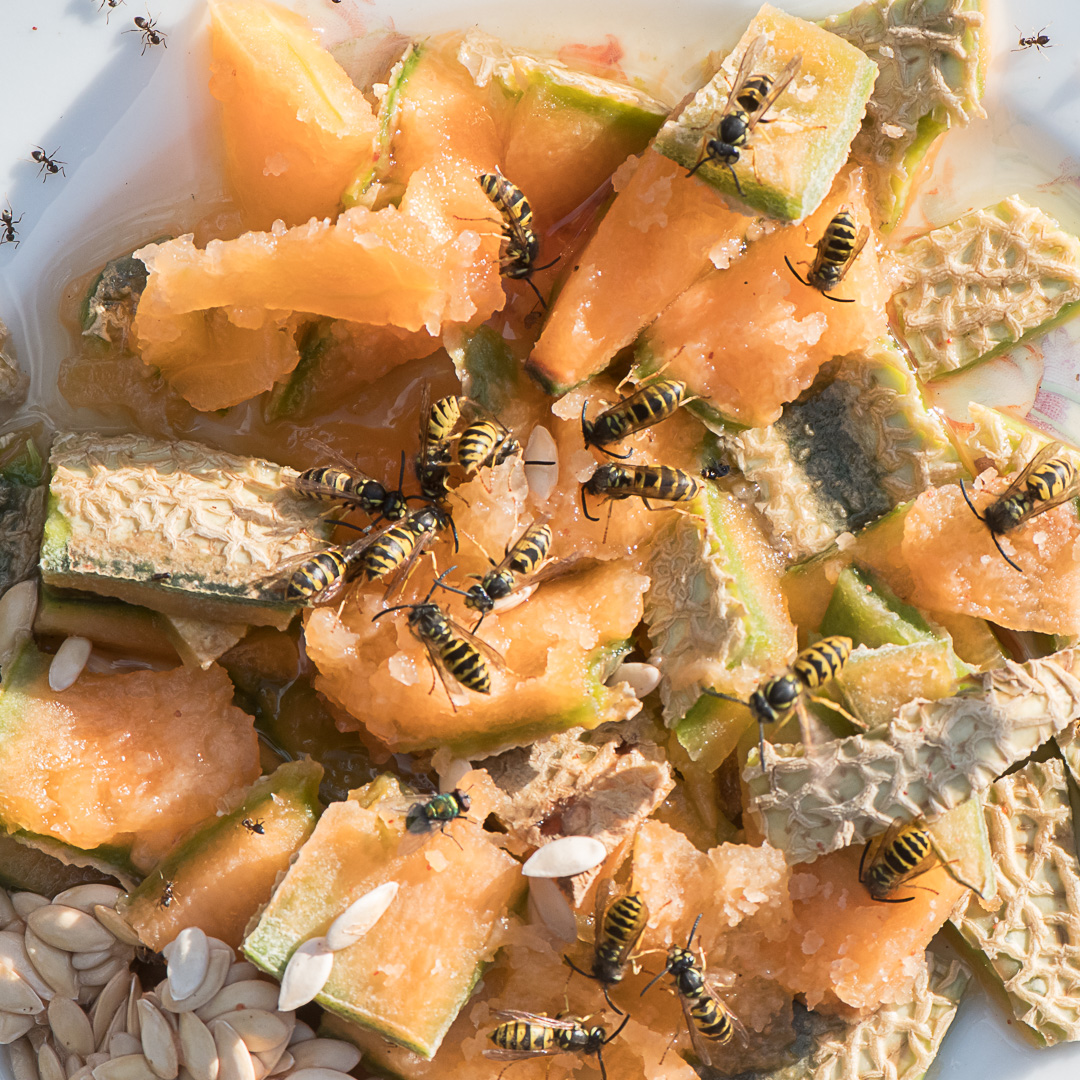 Guêpes se nourrissant sur du melon