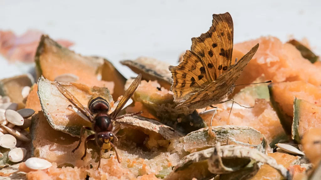 Frelon européen et papillon Gamma sur des restes de melon