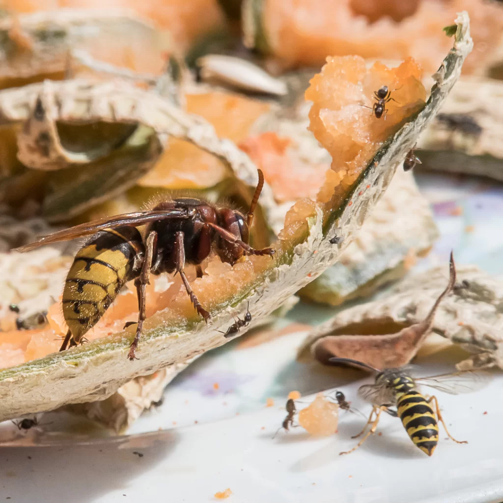 Frelon européen et guêpe attirés par du melon