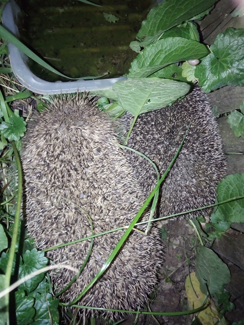 deux hérissons au jardin