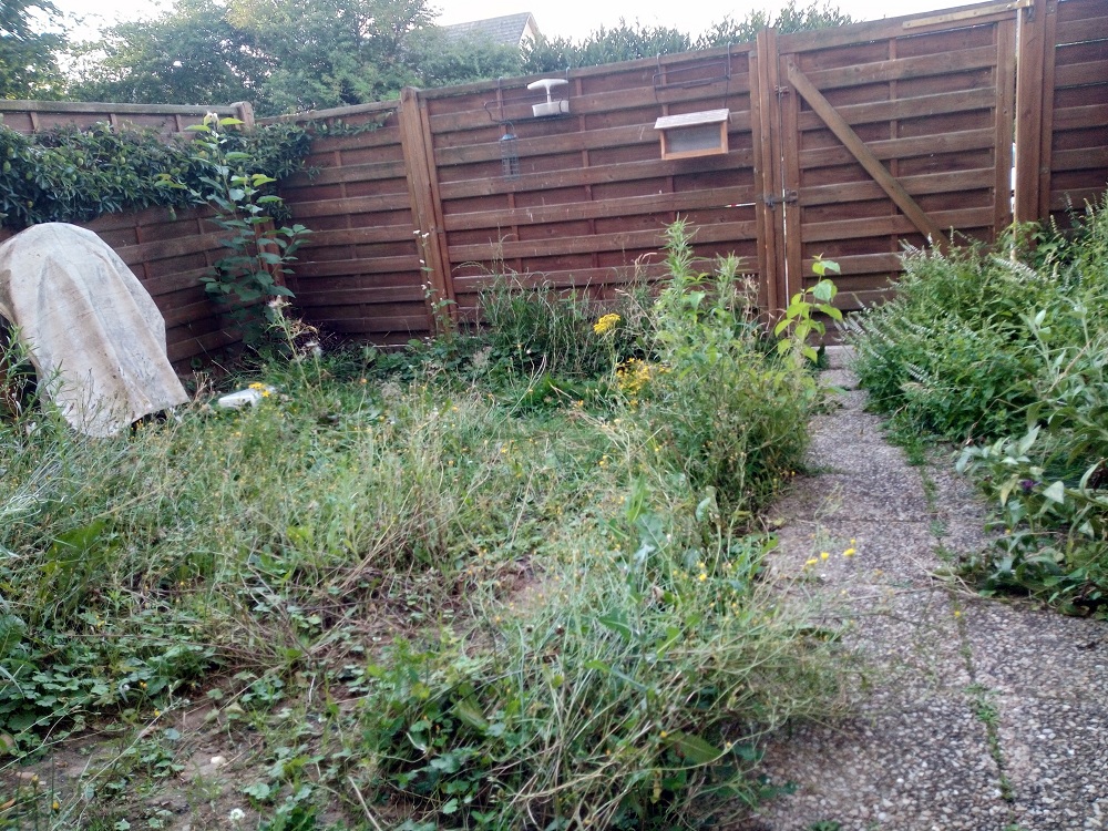 Jardin sauvage propice aux hérissons