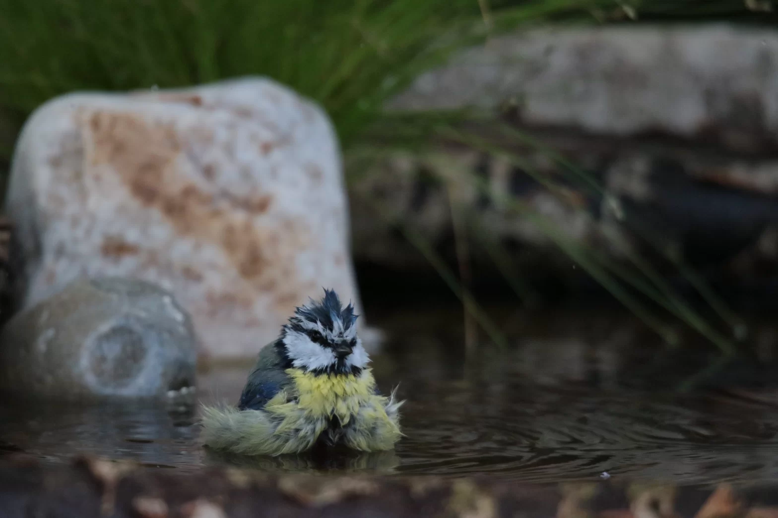 Mésange bleue prenant un bain dans un abreuvoir