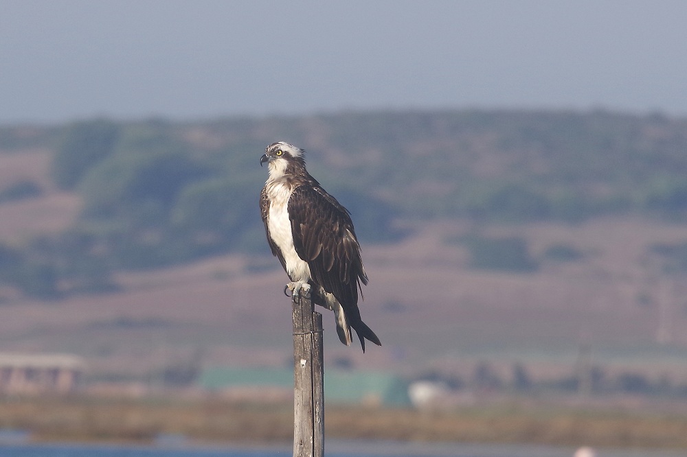 Balbuzard posé sur un poteau en bois