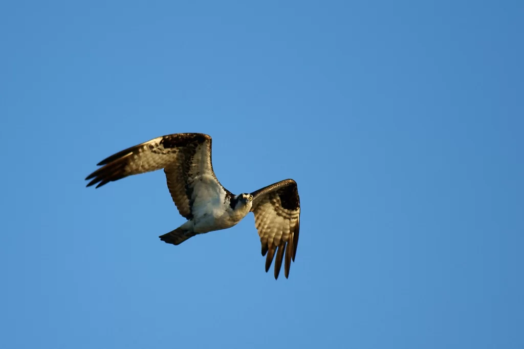 Balbuzard en vol
