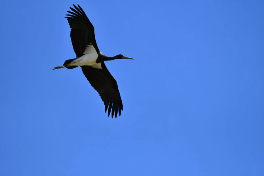 Cigogne noire en vol