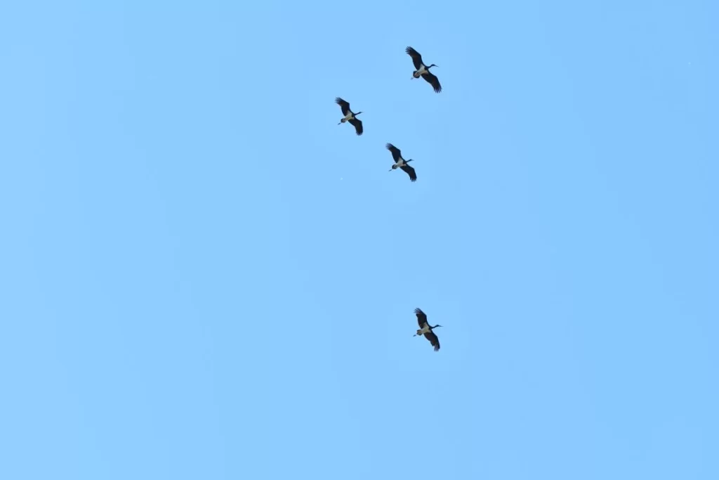 Quatre cigognes noires en vol
