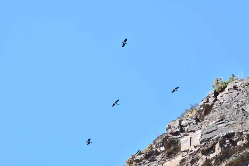 Cigognes noires en vol