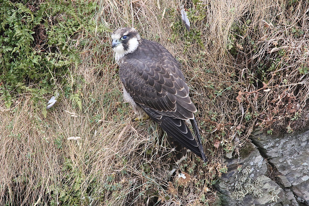 Jeune faucon pélerin posé sur un flanc herbeux de falaise