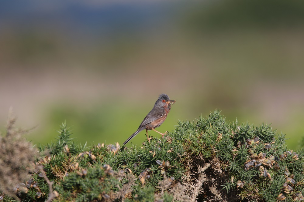 Fauvette pitchou sur un buisson d'ajoncs
