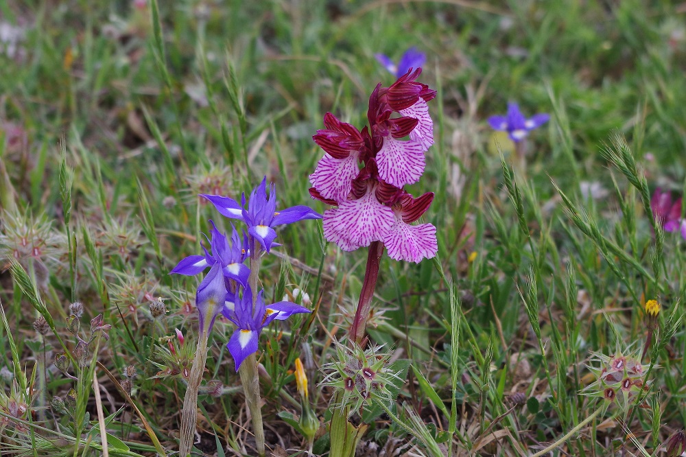 Orchis papillon et iris