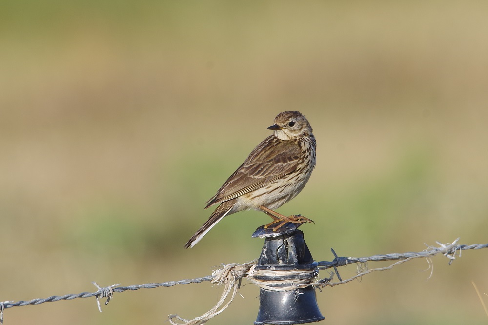 Pipit farlouse