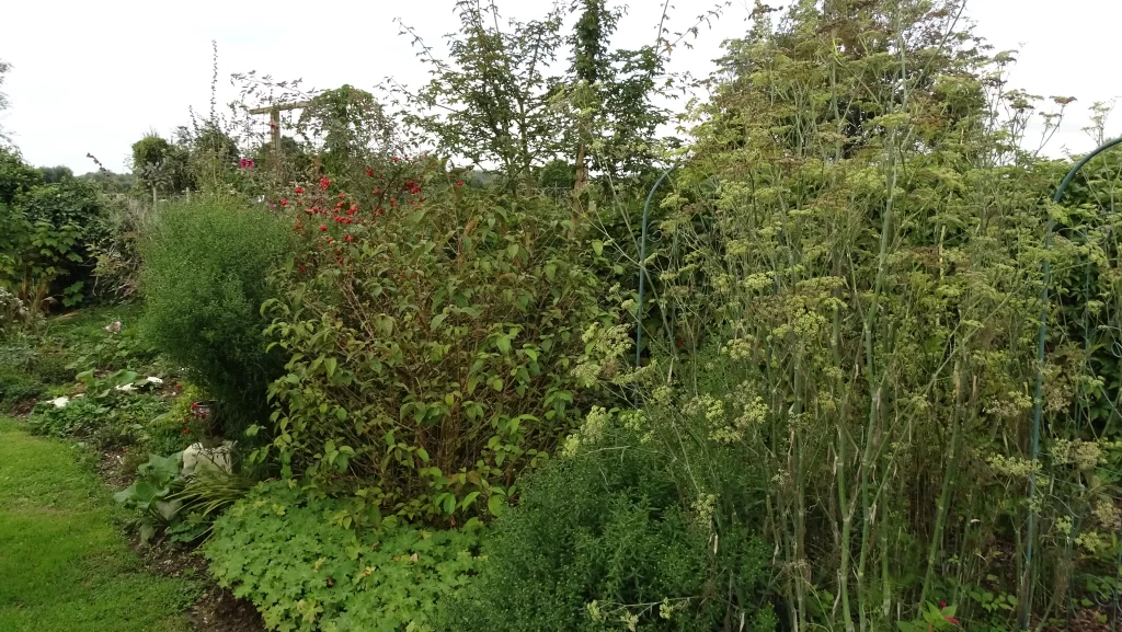 Arbutes à baies pour la faune sauvage