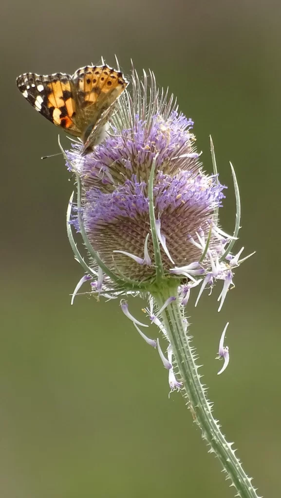 Un papillon Belle-dame posé sur une cardère