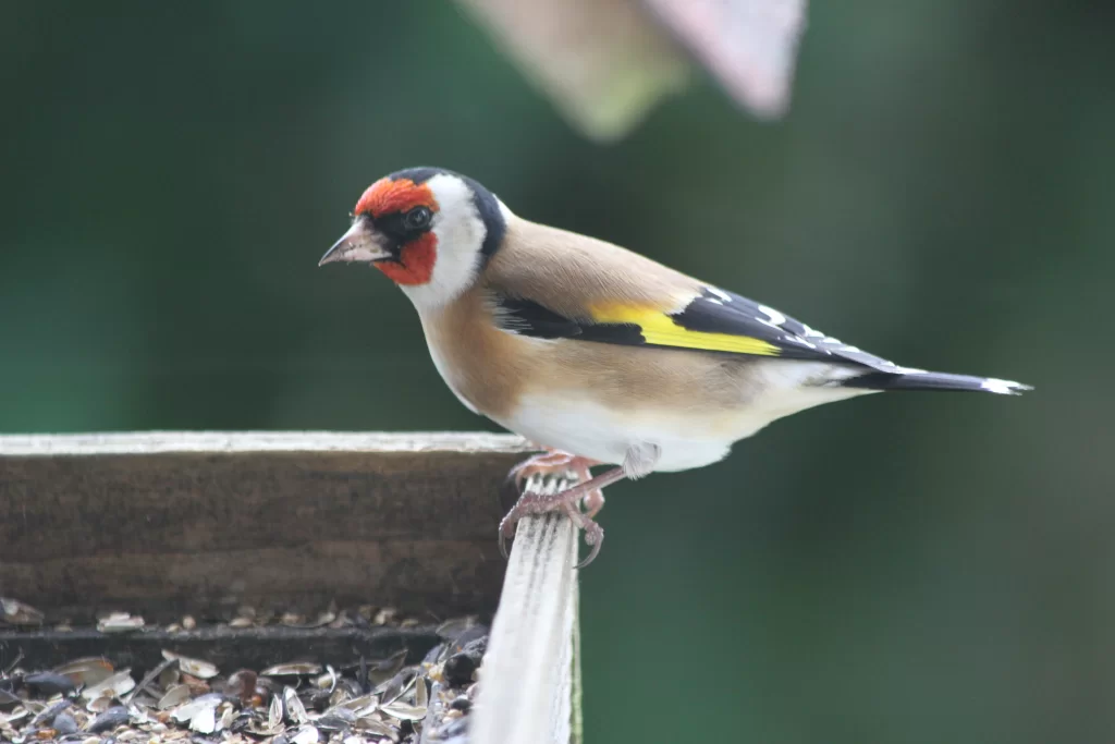 Chardonneret posé sur une mangeoire