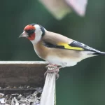 Chardonneret posé sur une mangeoire