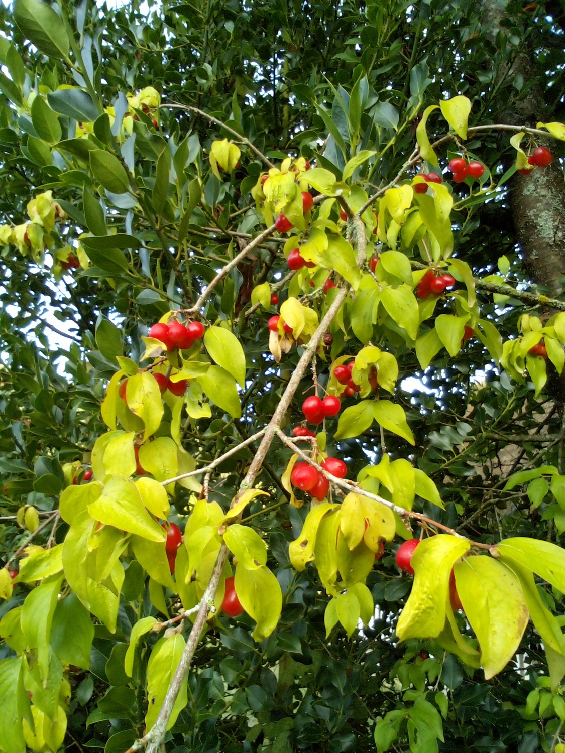 Cornouiller mâle