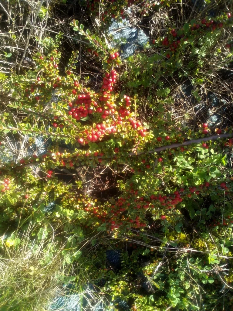 Cotoneaster horizontalis
