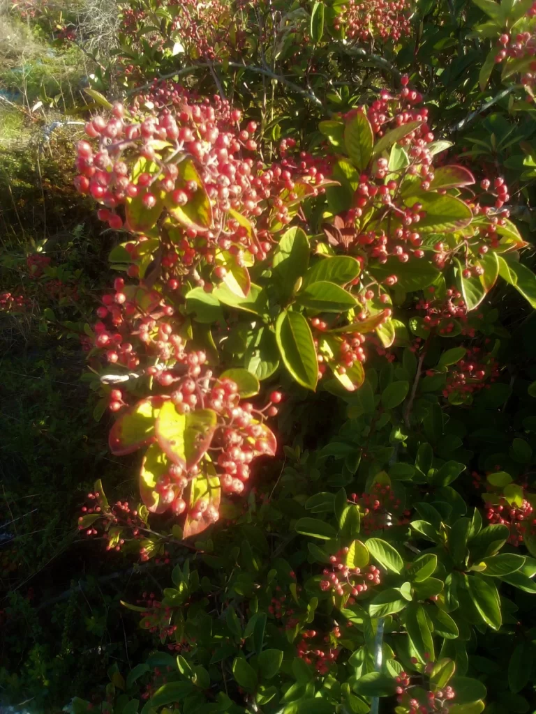 Cotoneaster lacteus