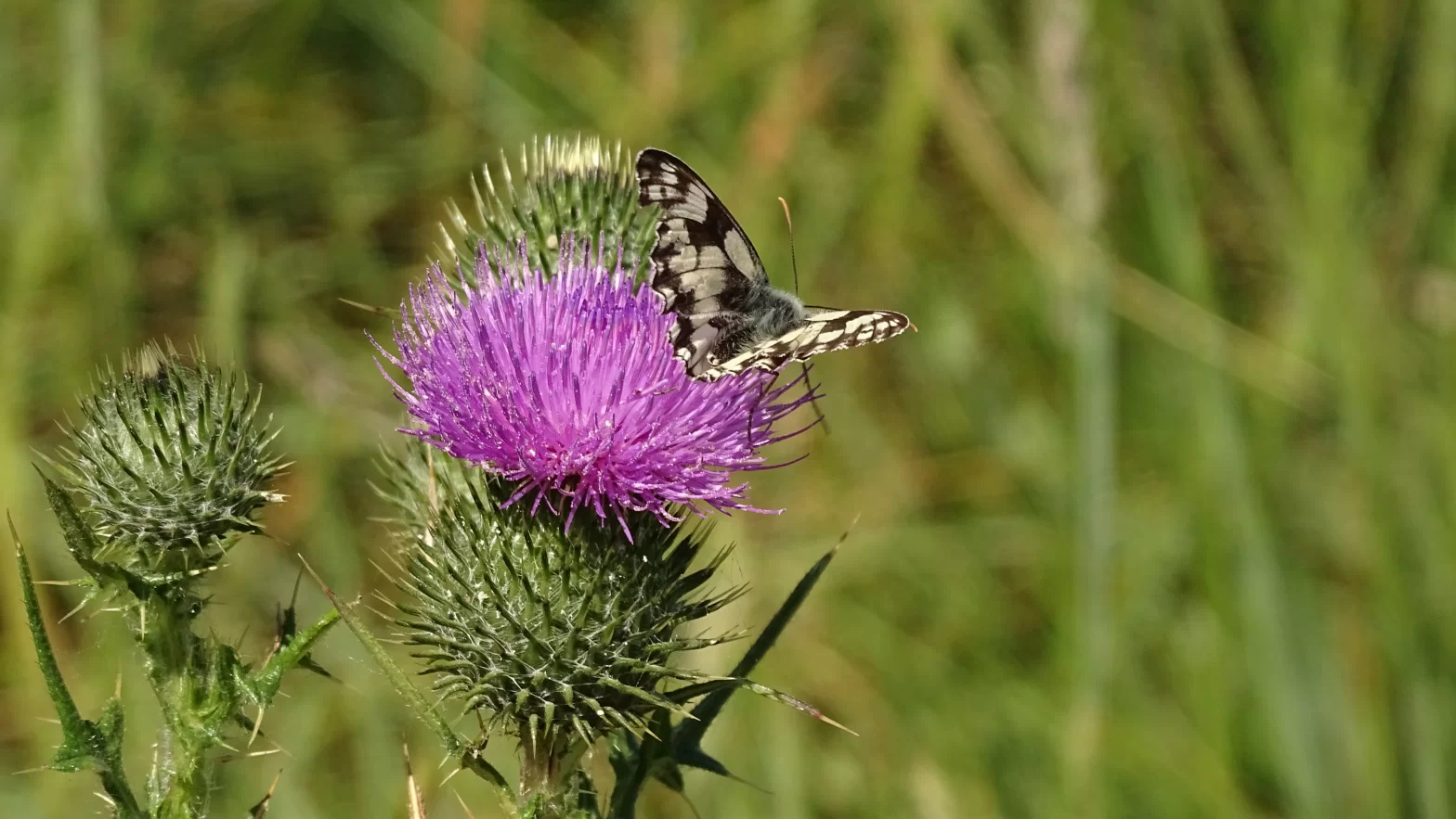 Papillon demi-deuil sur une fleur de chardon
