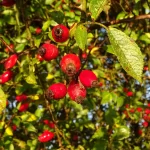 Baies rouges de l'églantier