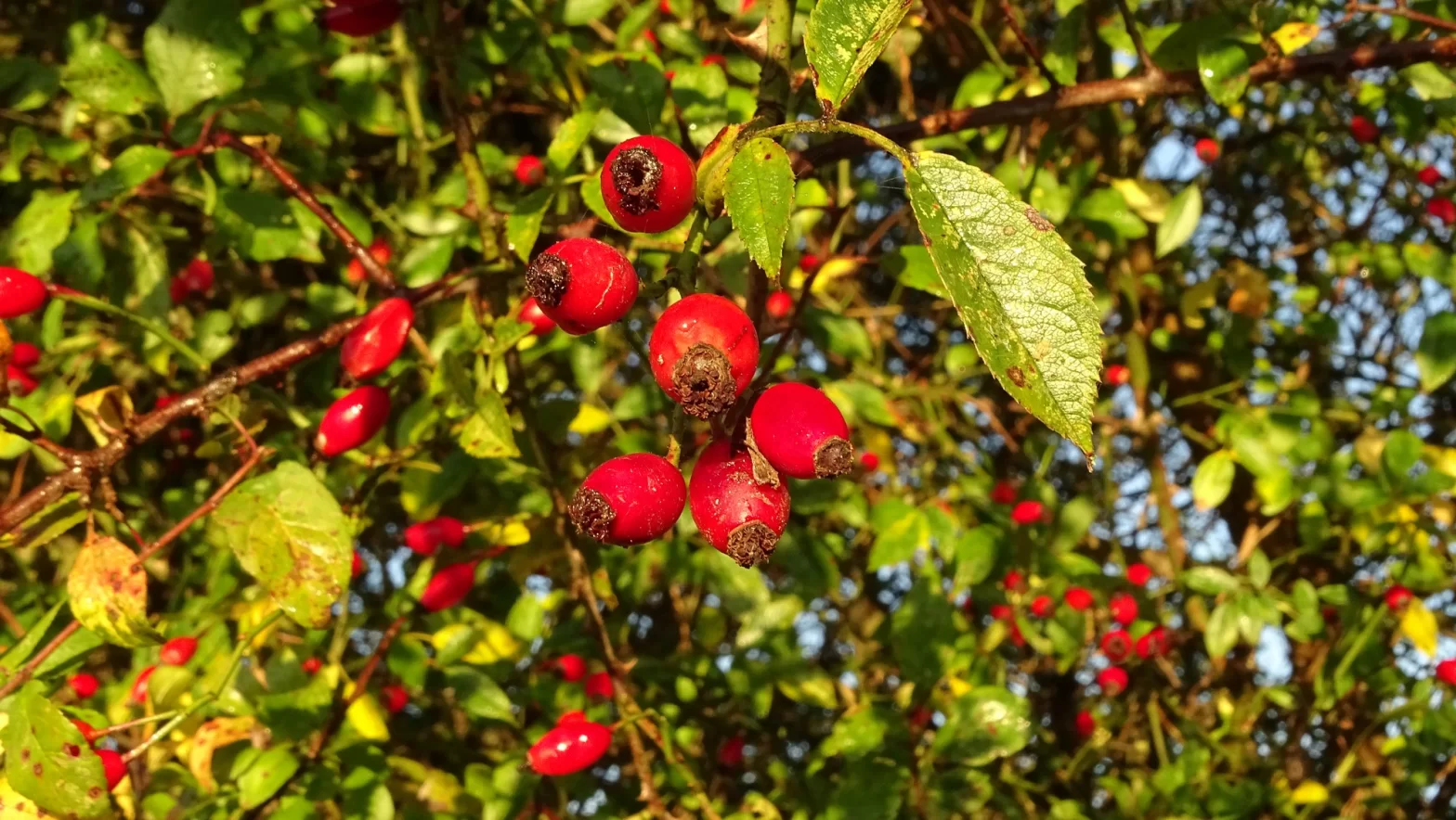 Baies rouges de l'églantier