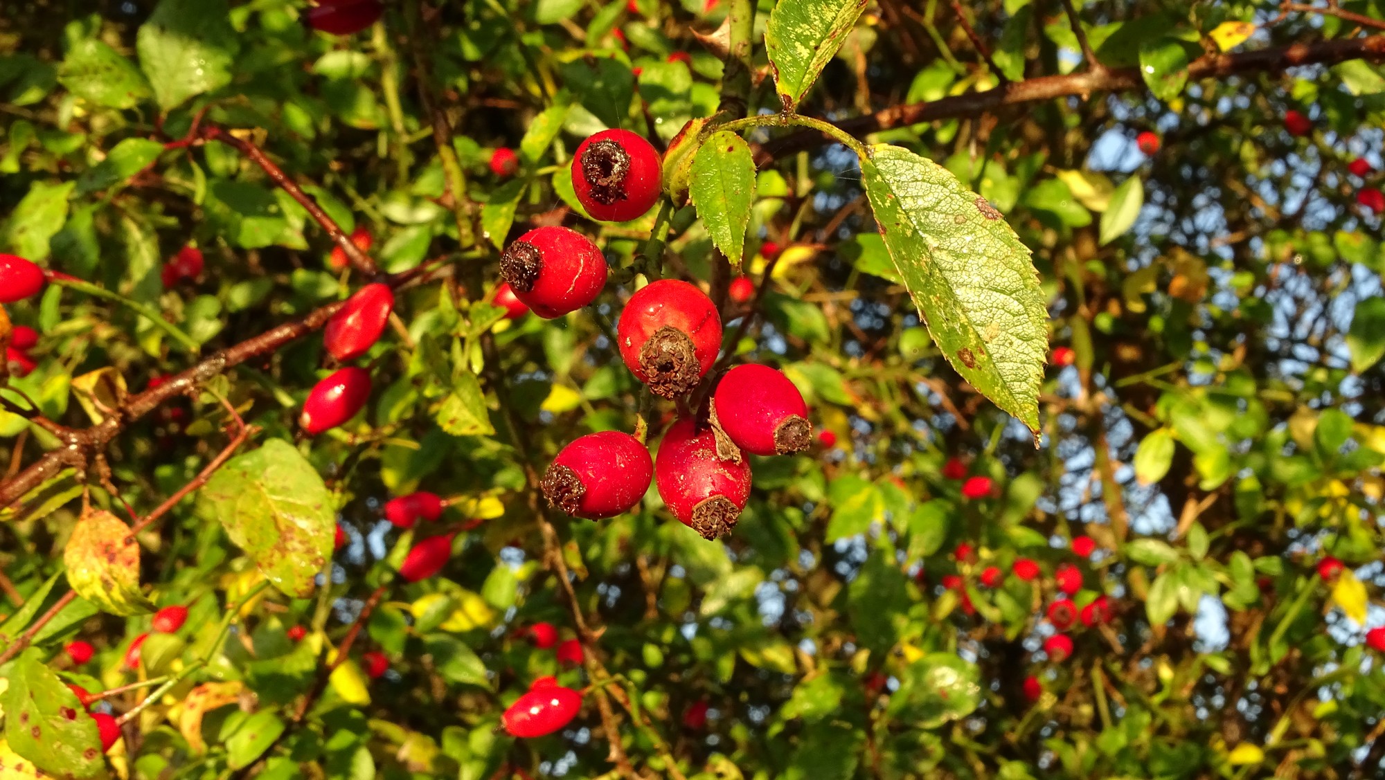 Baies rouges de l'églantier
