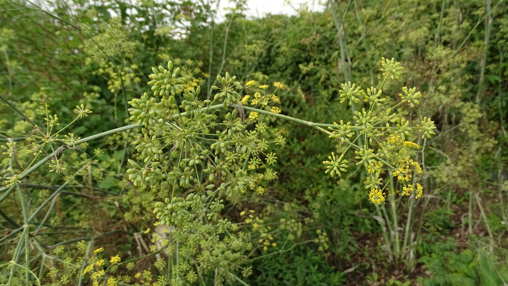 Plant de fenouil