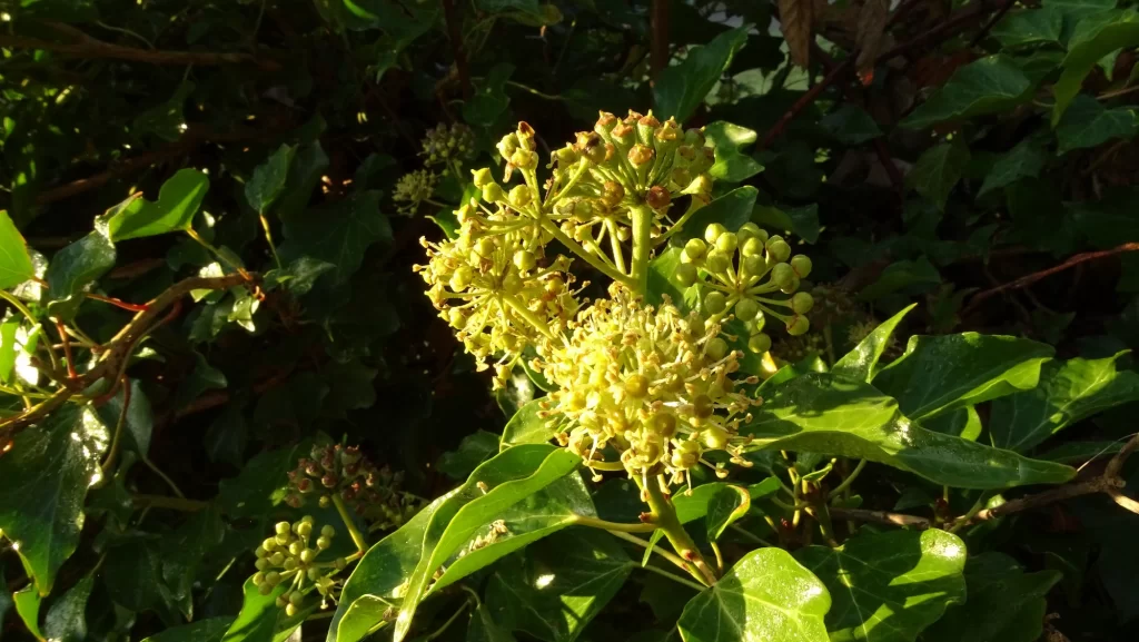 Inflorescence de lierre