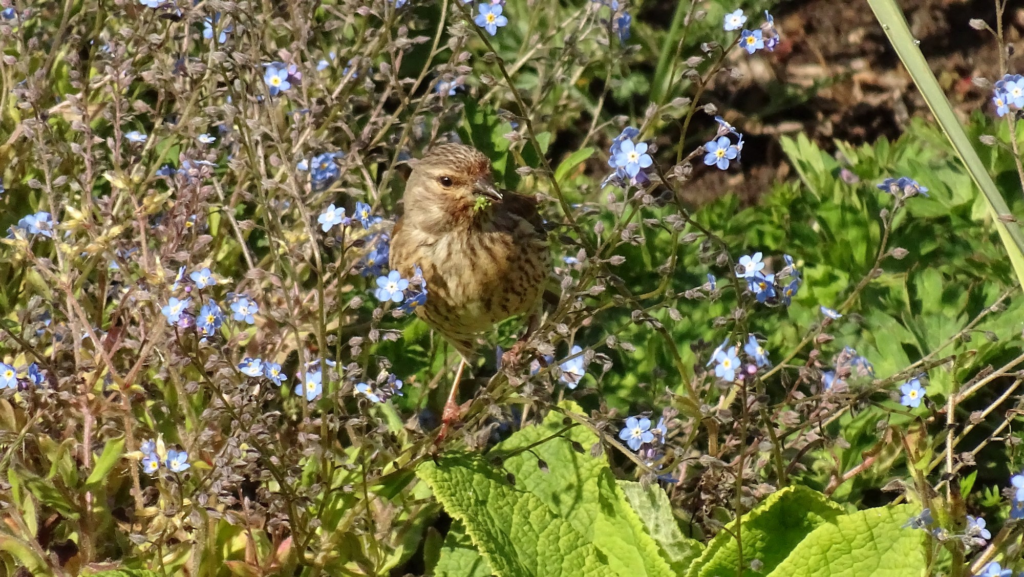 Linotte mélidieuse dans les myosotis