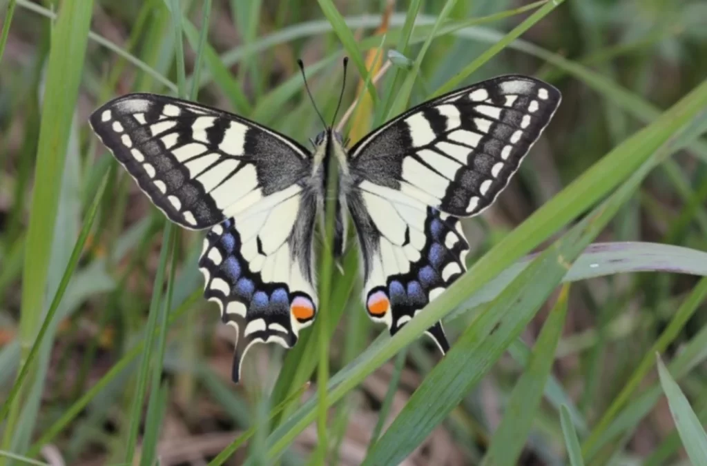 Machaon ailes grandes ouvertes pour prendre le soleil