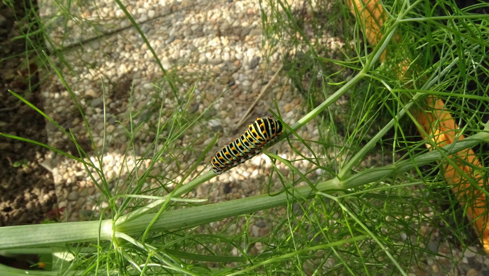 Chenille de machaon escaladant un fenouil