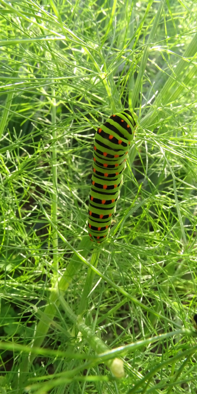 Chenille de Machaon dans du fenouil