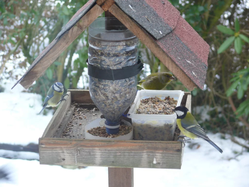 Mangeoire en hiver occupée par deux mésanges et un verdier