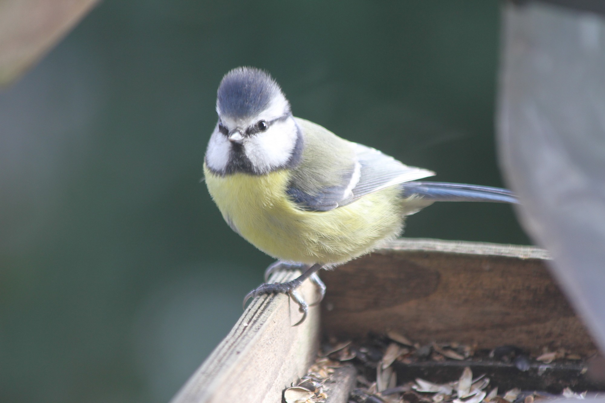 Mésange bleue à la mangeoire