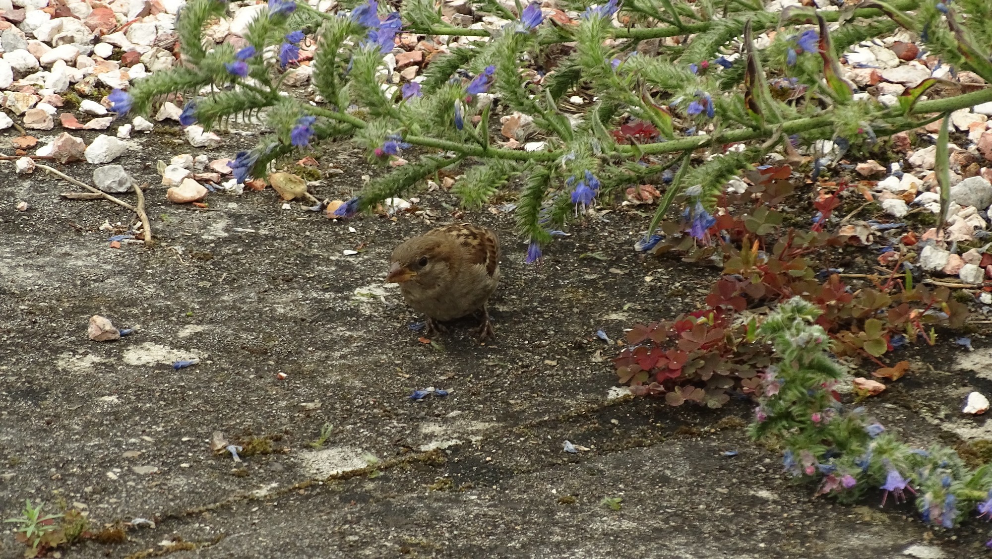 Moineau domestique femelle