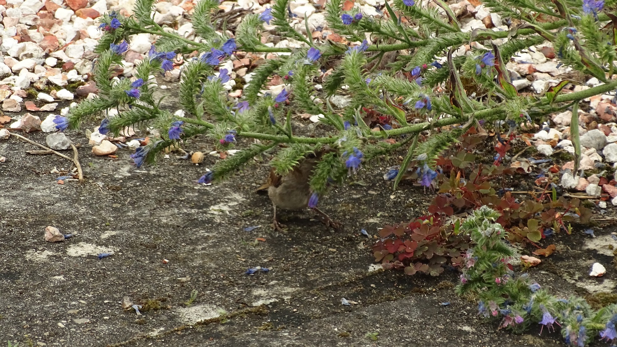 Moineau domestique qui mange les graines de vipérine