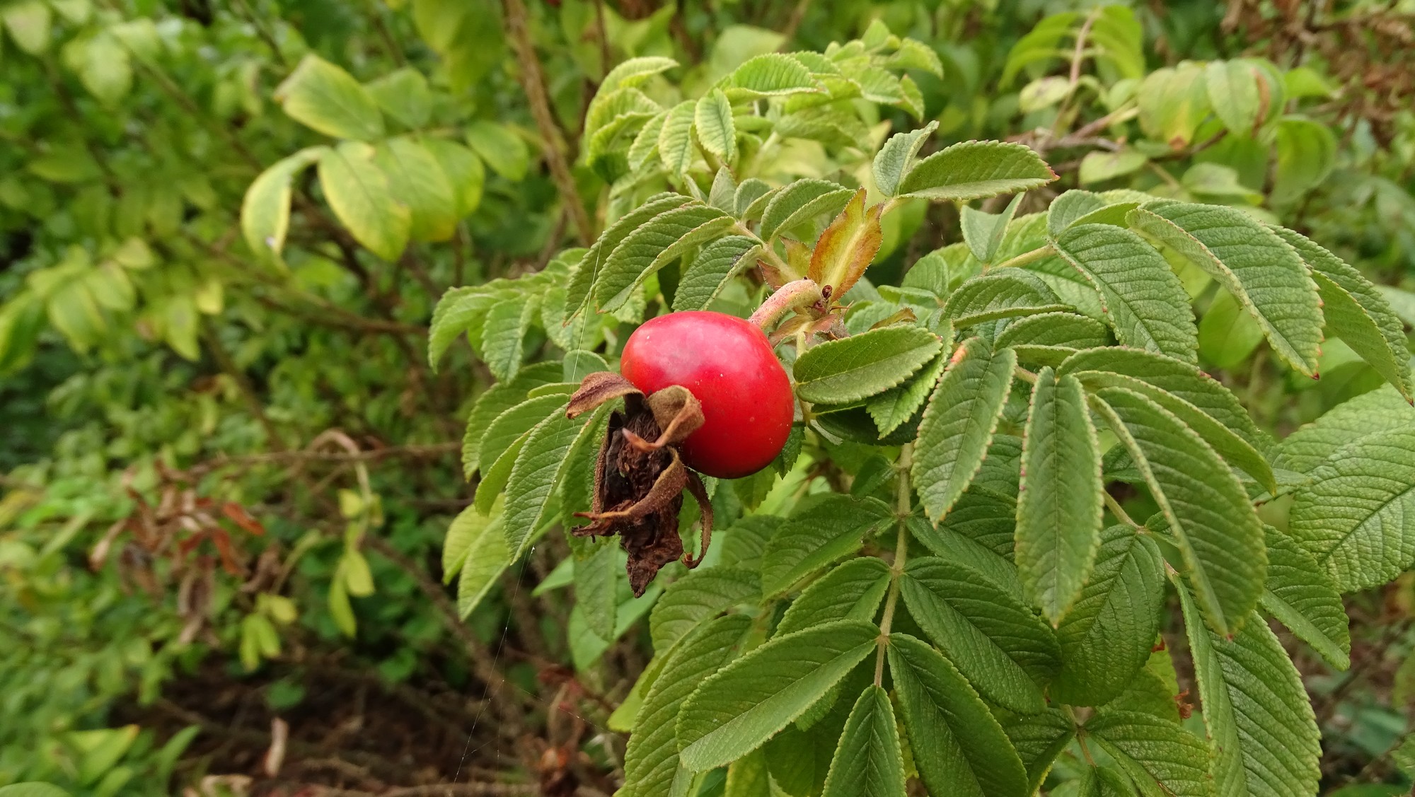 Fruit rouge du rosier Rosa rugosa