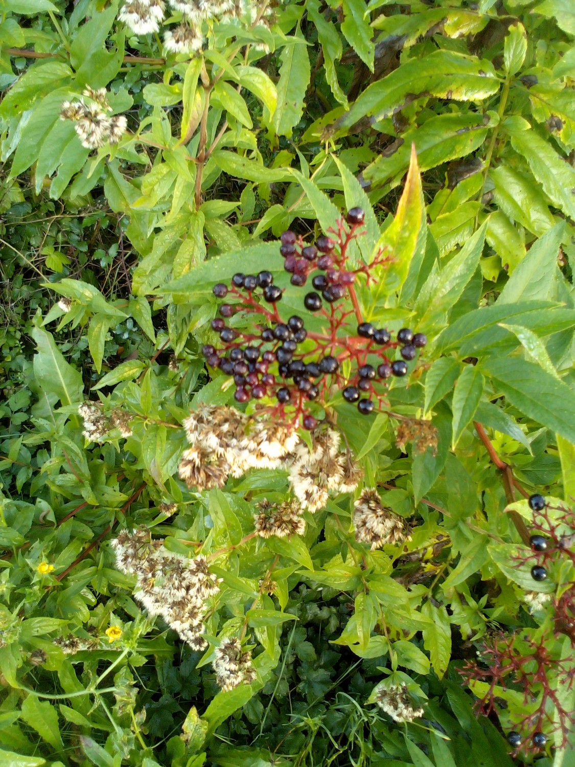 Sureau noir en fruits