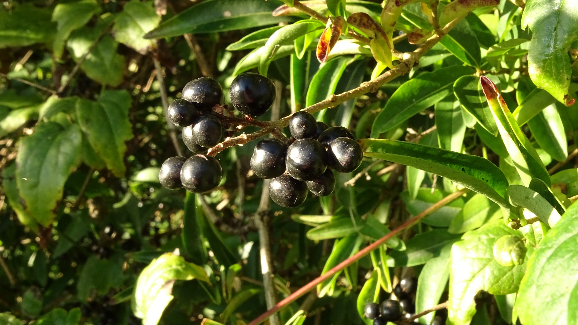 Baies noires du troëne