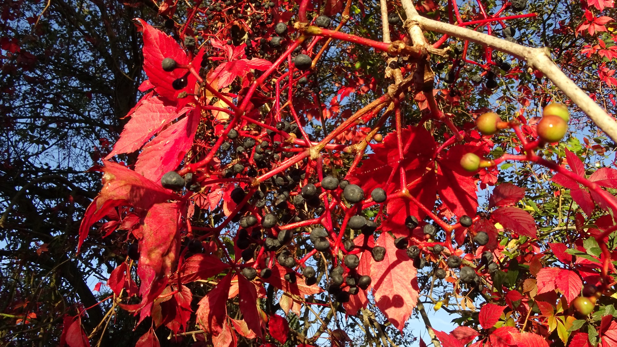 Vigne vierge aux feuilles rougies
