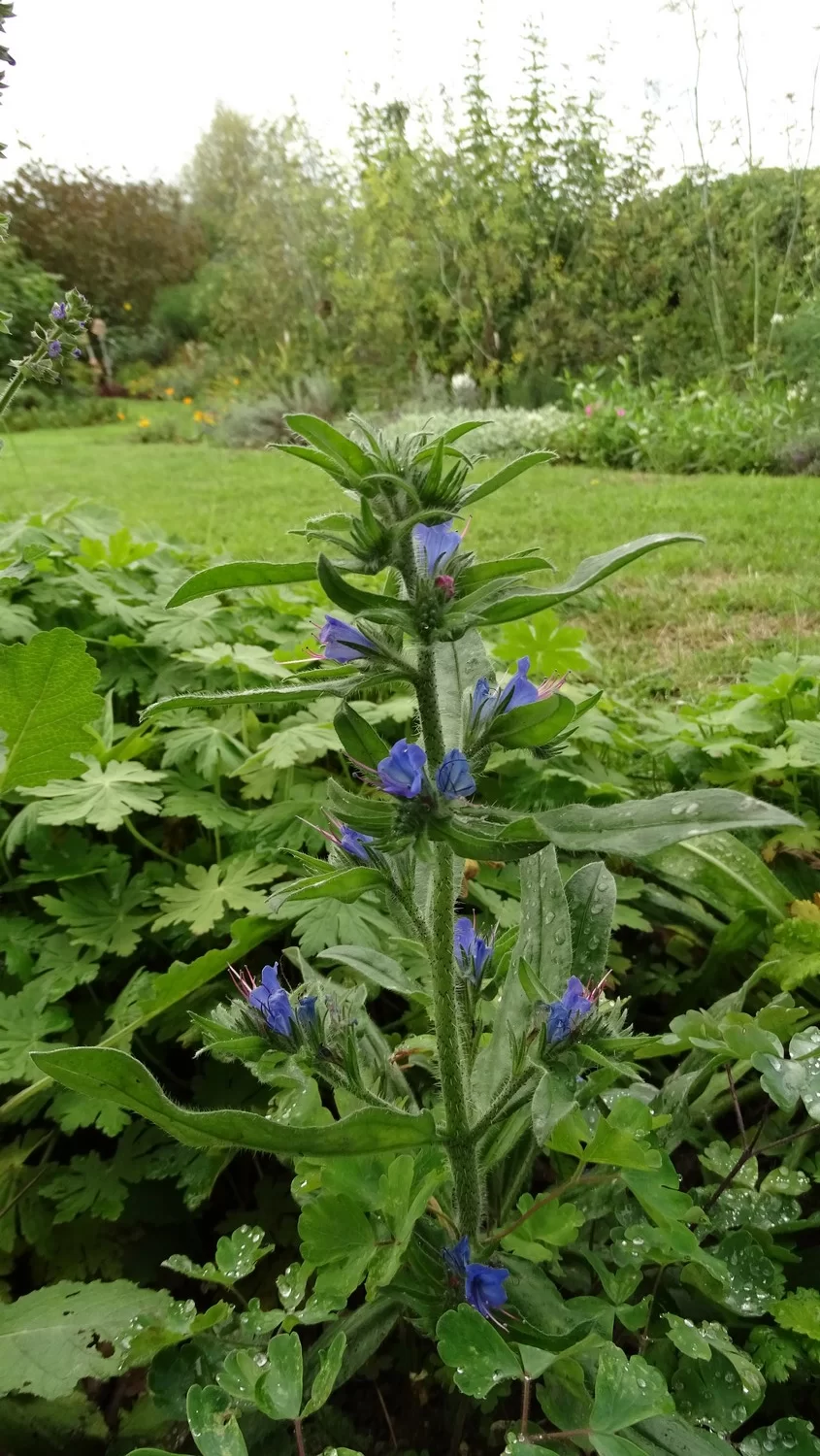 Fleurs de vipérine