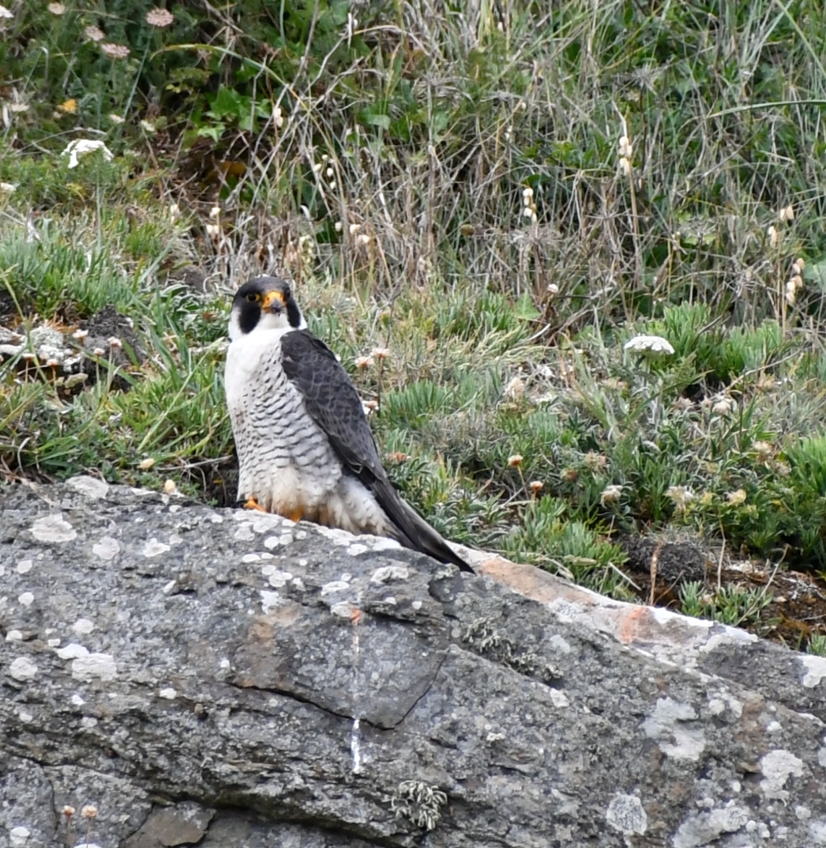 Faucon pèlerin posé en bord de falaise dans la végétation