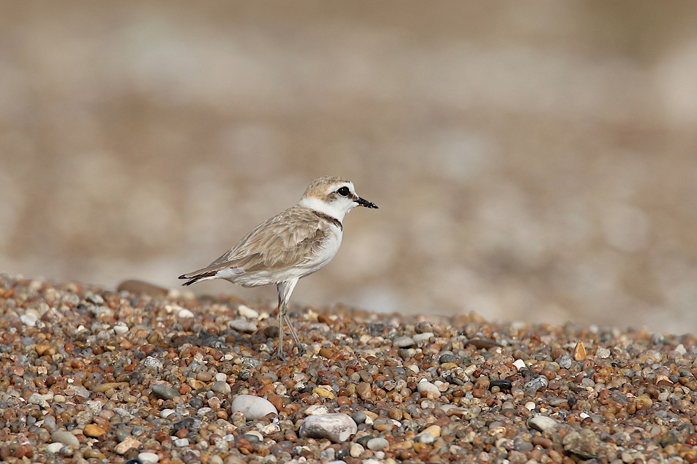 Gravelot à collier interrompu sur une plage de petits galets