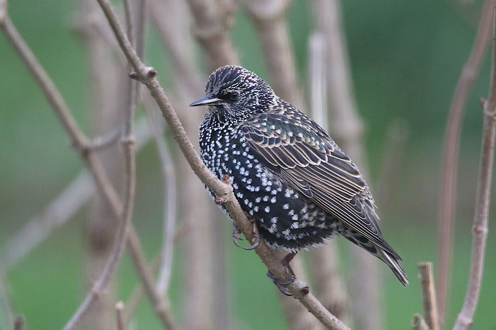 Étourneau sansonnet en plumage hivernal posé sur une branche