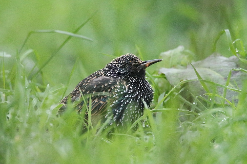 Étourneau sansonnet en plumage hivernal, dans l'herbe