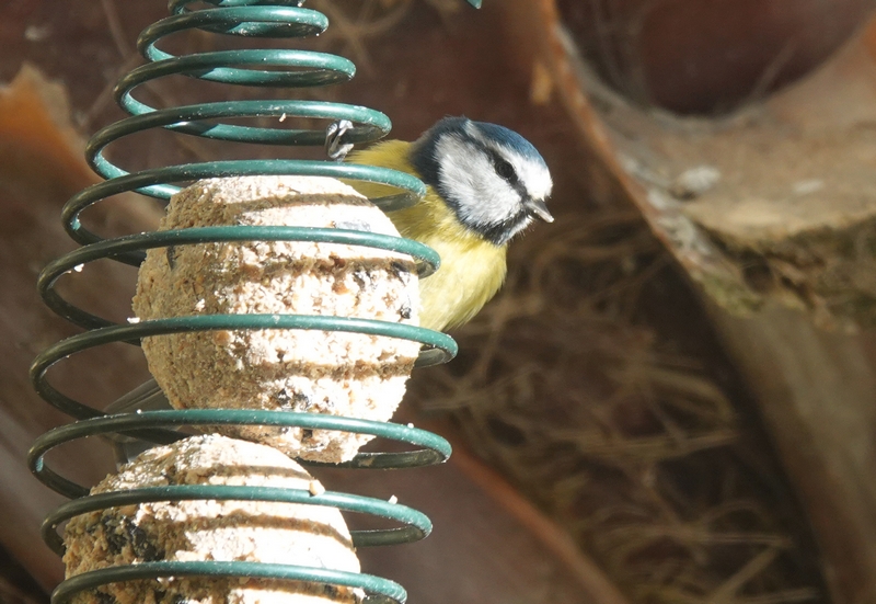 Mésange bleue se nourrissant sur des boules de graisse au jardin