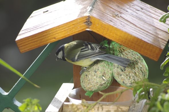 Mésange charbonnière sur des boules de graisse
